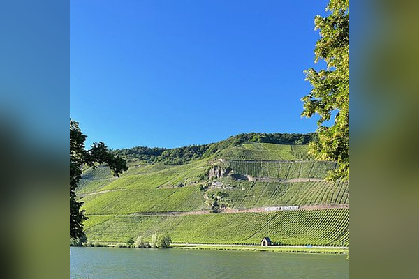 Bild 4 von Weingut Kerpen